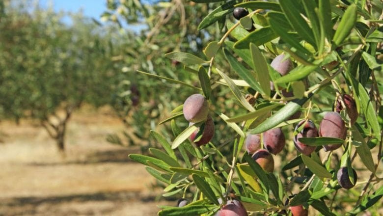 Balıkesir'de Zeytin Ağaçlarının Bakımı Böyle Yapılıyor
