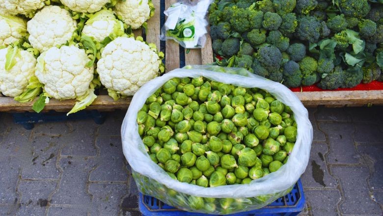 Balıkesir’de Brüksel Lahanası Böyle Kullanılıyor