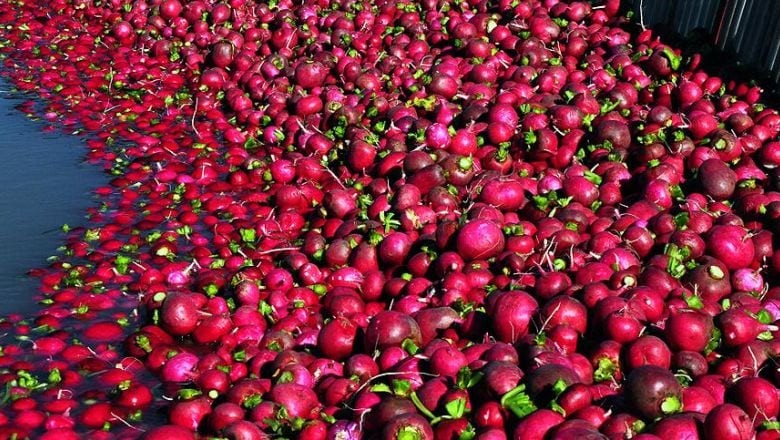 Balıkesir'in Turpları Detoks İçin Tercih Ediliyor!
