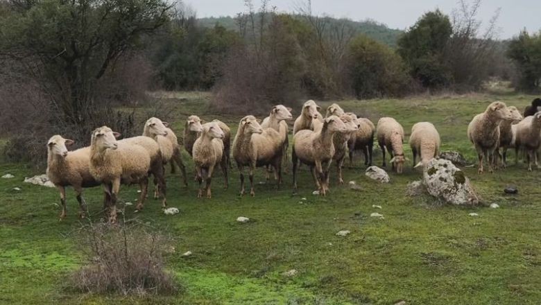 Bu Köy Kepsut'un En Eski Yerleşimlerinden!