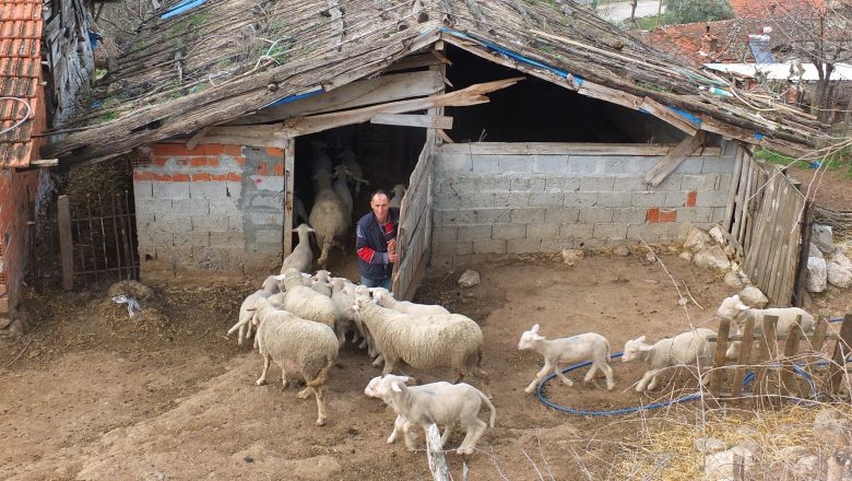 Balıkesir’in Kuzuları Nasıl Yetişir?