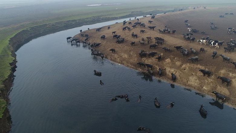 Burası Afrika Savanası Değil Balıkesir