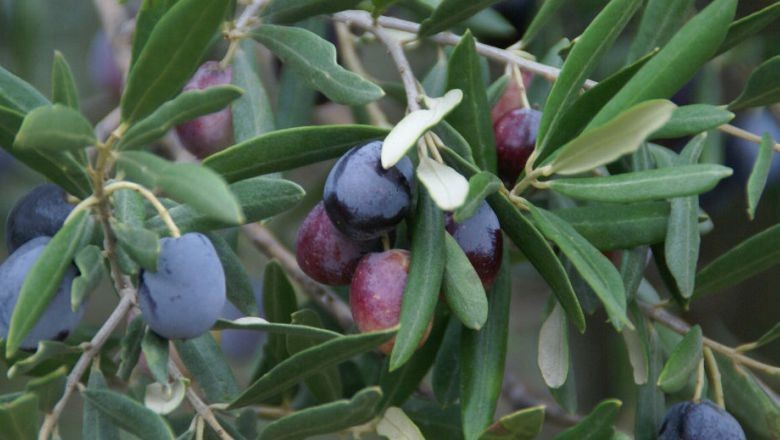 Balıkesir'de Zeytin Ağaçlarının Bakımı Böyle Yapılıyor