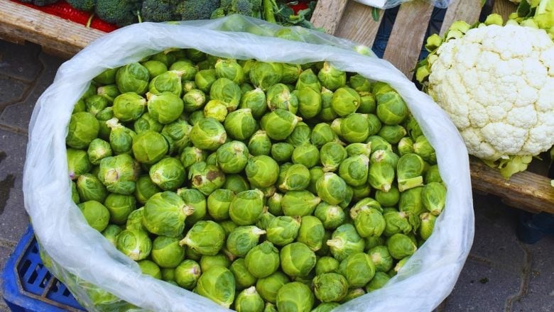 Balıkesir’de Brüksel Lahanası Böyle Kullanılıyor