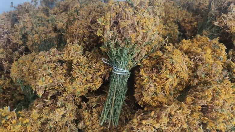 Kurutulmuş Kantaron Ne İşe Yarar?