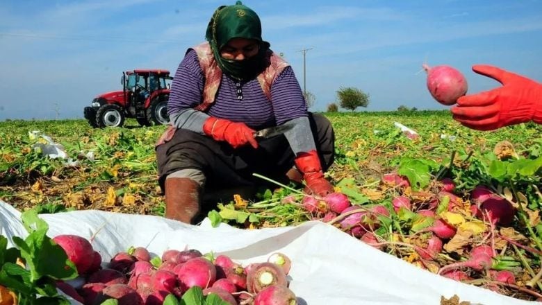 Balıkesir'in Turpları Detoks İçin Tercih Ediliyor!