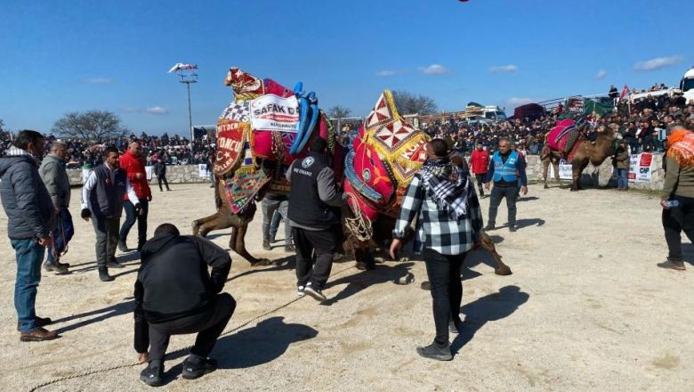 Balıkesir ve Çevre İllerden 190 Deve Ayvacık’ta Güreşti