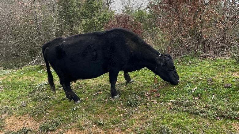 Balya’da Angus Bereketi, 19 Buzağı Yolda Balya’da Angus Bereketi, 19 Buzağı Yolda