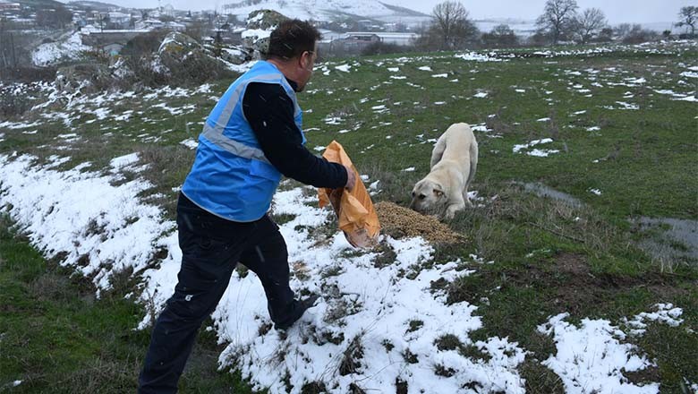 Büyükşehir Belediyesi’nden Kış Şartlarında Sokak Hayvanlarına Destek Büyükşehir Belediyesi’nden Kış Şartlarında Sokak Hayvanlarına Destek