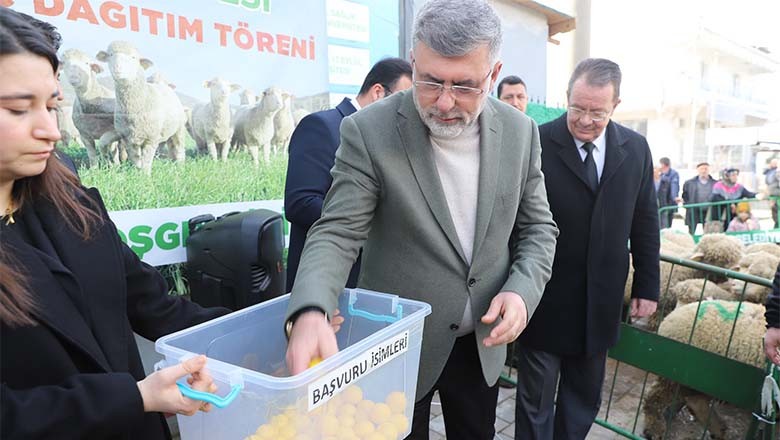Kepsut Belediyesinin Damızlık Koç Hibe Desteği Devam Ediyor Kepsut Belediyesinin Damızlık Koç Hibe Desteği Devam Ediyor