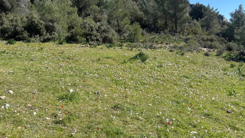 Kır Çiçeklerinden Çay Yapımı