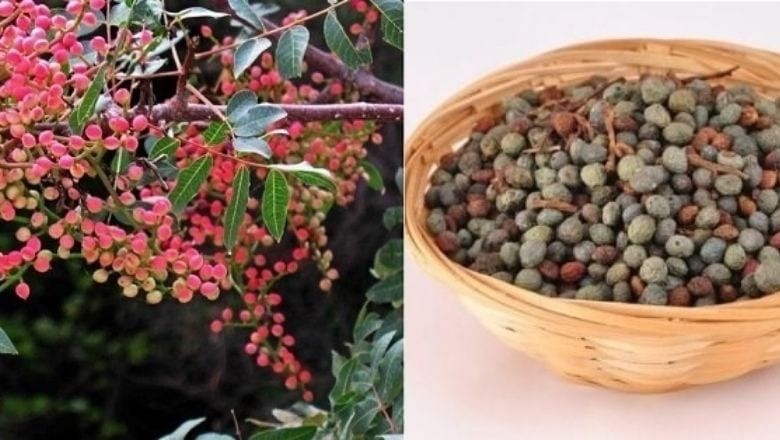 Çıt Çıt Çedene Nerenin? Çedene Ne Demek?