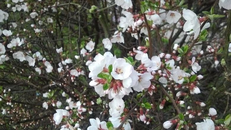 Balıkesir'in 'Ayva Çiçek Açmış' Türküsünün Hikayesi