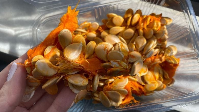 Kabaktan Çıkan Çekirdek Hazine Değerinde!