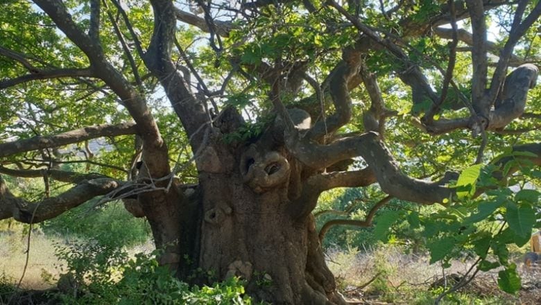 Ağaçlar ve Anlamları