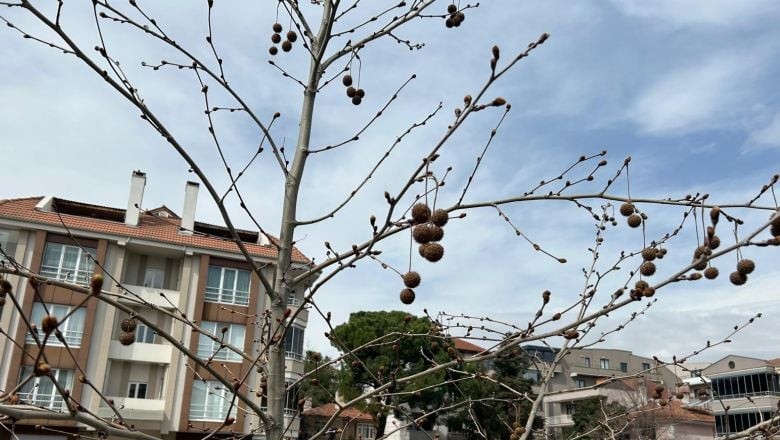 Balıkesir'de Bu Ağaca Bakan Ne Olduğunu Merak Ediyor