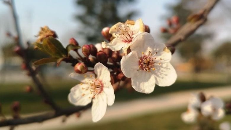 Nevruz Ne Zaman 2025?