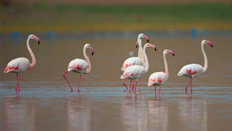 Ayvalık'ta Flamingoları Görebileceğiniz Yerler