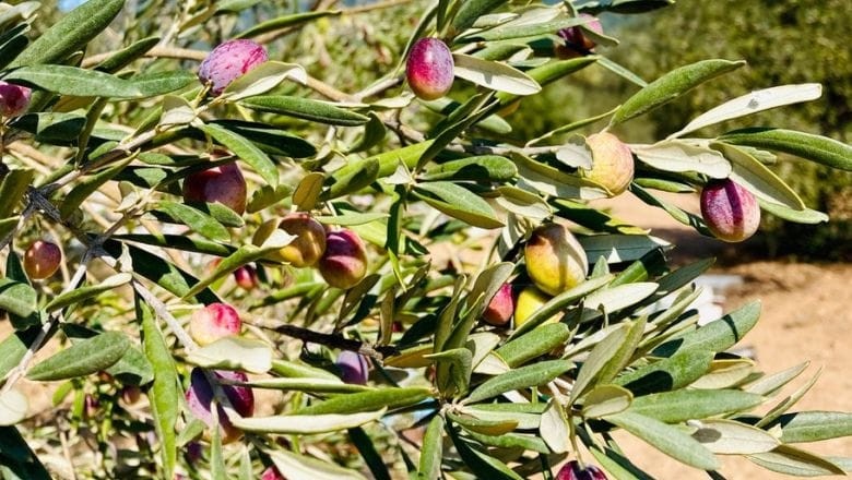 Balıkesir'de Zeytin Bahçelerinin Ortasında Bir Köy!