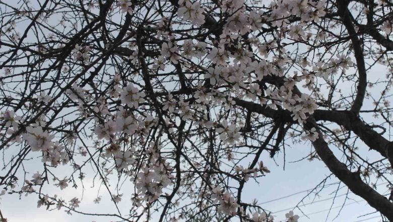 Balıkesir'de 4 Ağaç ve Anlamları