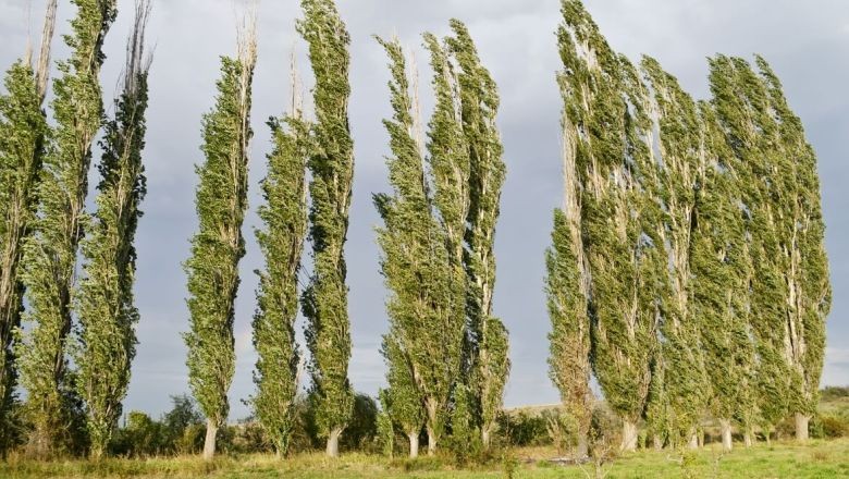 Ağaçlar ve Anlamları