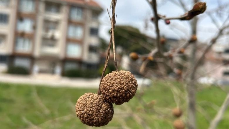 Balıkesir'de Bu Ağaca Bakan Ne Olduğunu Merak Ediyor