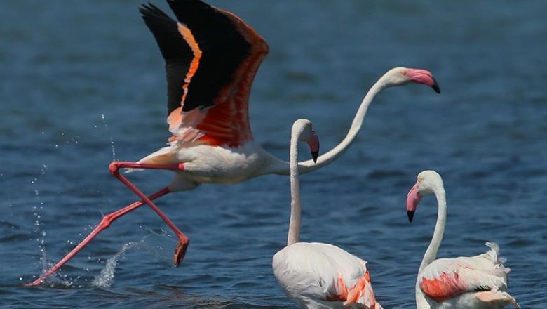 Ayvalık'ta Flamingoları Görebileceğiniz Yerler