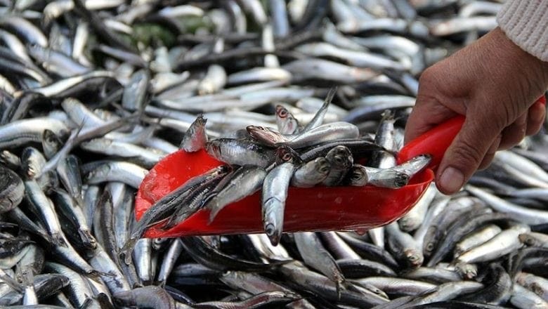 Balıkesir'in Mart Ayında Hangi Balıklar Tüketilir?