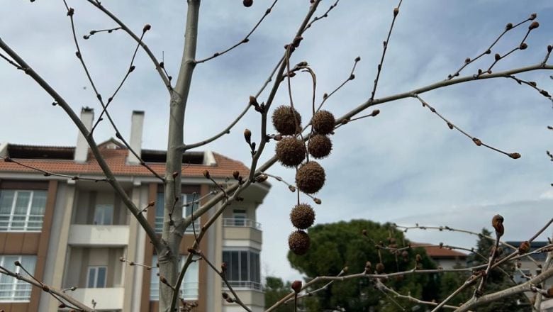 Balıkesir'de Bu Ağaca Bakan Ne Olduğunu Merak Ediyor