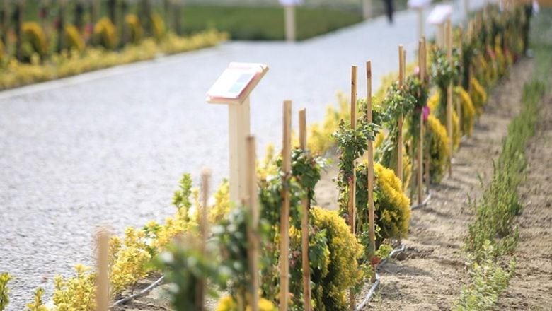 Balıkesir'de Şifalı Bitkileri Toplarken Dikkat Edilmesi Gerekenler