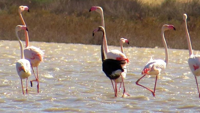 Ayvalık'ta Flamingoları Görebileceğiniz Yerler