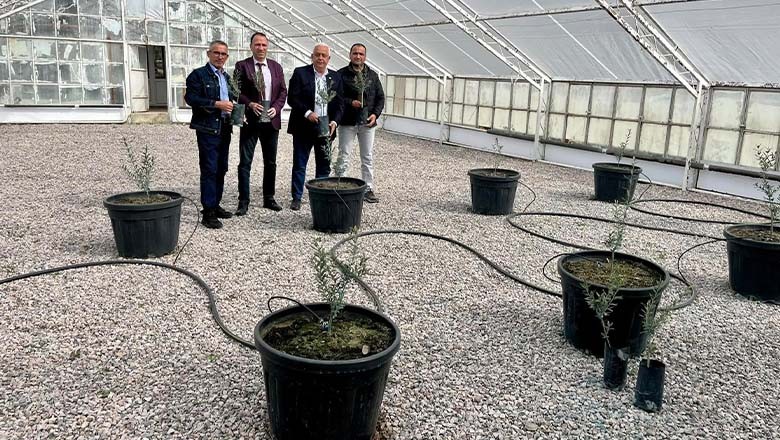Balıkesir'de Yeni Zeytin Çeşidi 'Körfez10' Tescillendi! Balıkesir'de Yeni Zeytin Çeşidi 'Körfez10' Tescillendi!