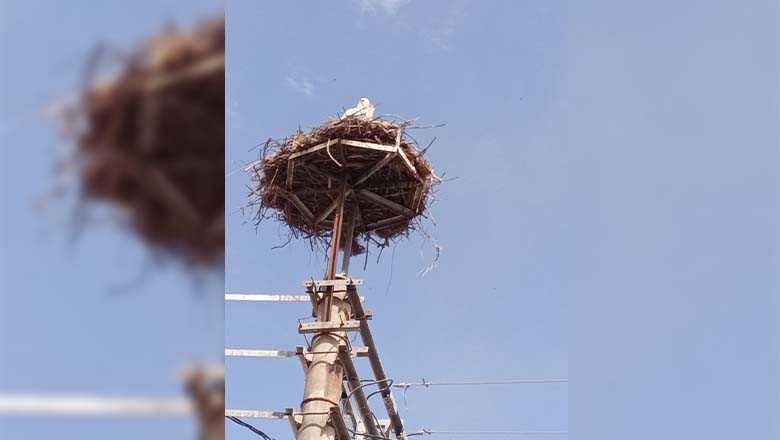 Kepsut’ta Baharın Habercisi Leylekler Geri Döndü