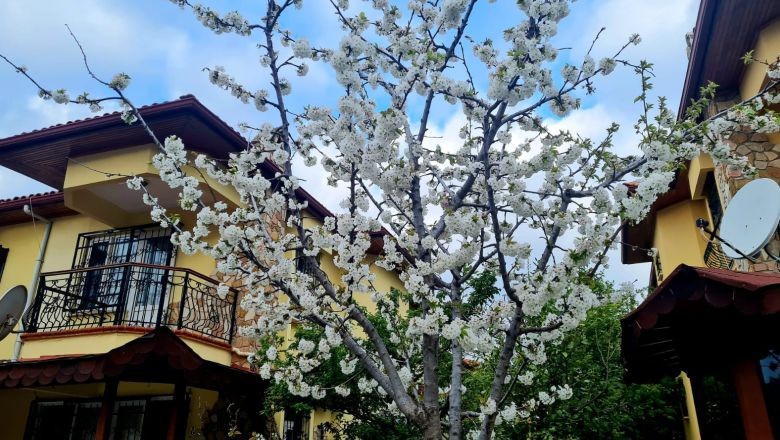 Edremit'te Sakura Güzelliği