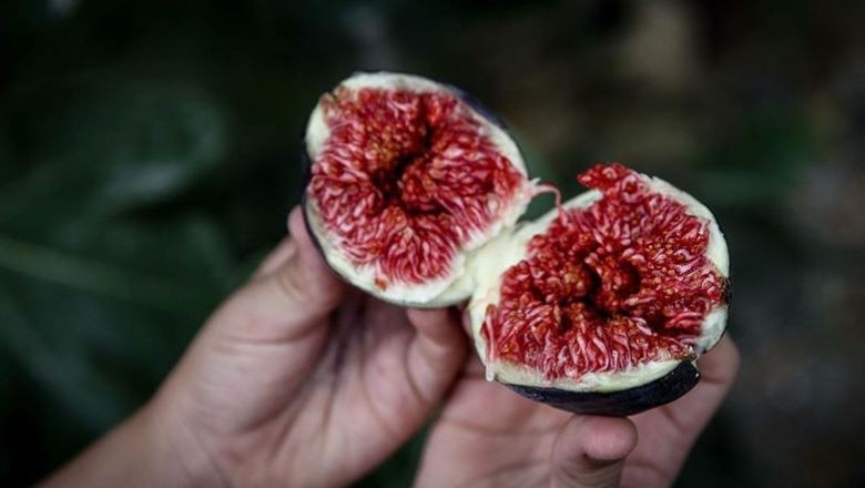 Havran İnciri Ne Zaman Çıkar?