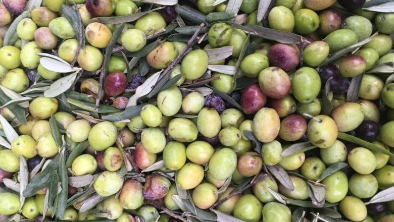 Edremitli Zeytinyağı Üreticisine İtalya'dan 'Mükemmellik' Ödülü