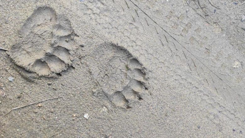 Balıkesir'de 'Haydut' Ayı Yakalandı!