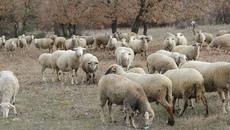 İvrindi Kuzularının Bakımı