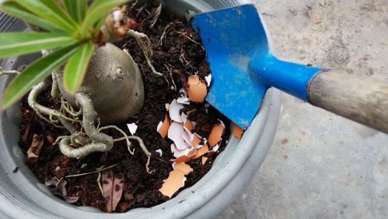 Balıkesir'de Saksılarda Yeni Trend: Yumurta Kabuğu
