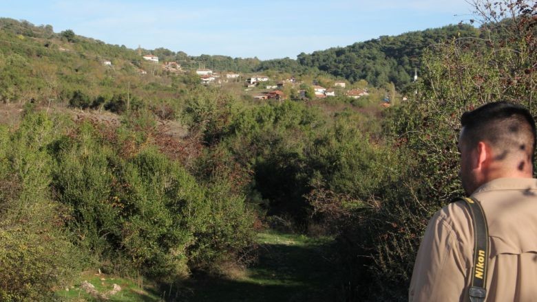 Balıkesir'in Ardıç Ağaçları Ekolojik Zenginlik Saçıyor!