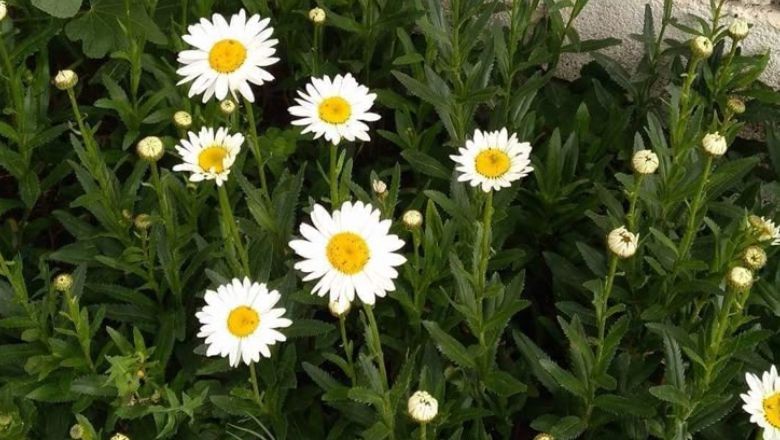 Nisan’ın Simgesi Balıkesir’in Gözdesi: Papatya