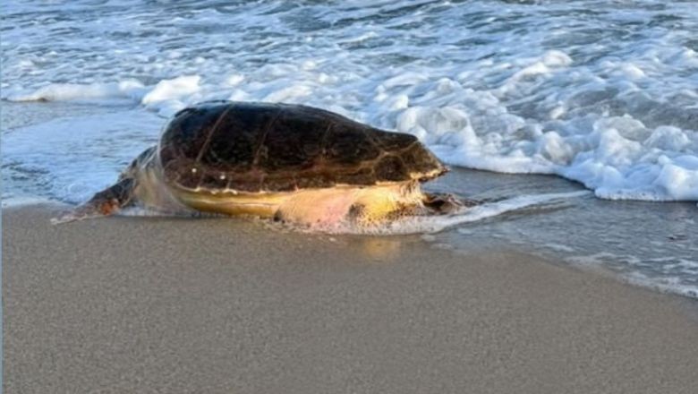 Ayvalık'ta Caretta Ölü Olarak Kıyıya Vurdu
