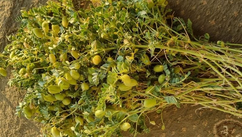 Balıkesir'de Taze Nohut Dönemi Başladı