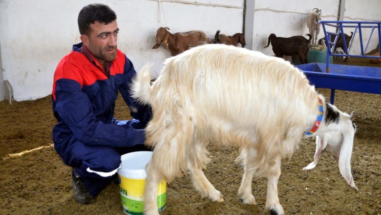 Balıkesir'de Keçi Sütü Nerelerde Bulunur?