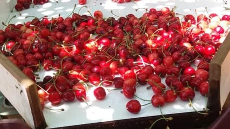 Balıkesir'de Kiraz Mevsimi Kapıda!