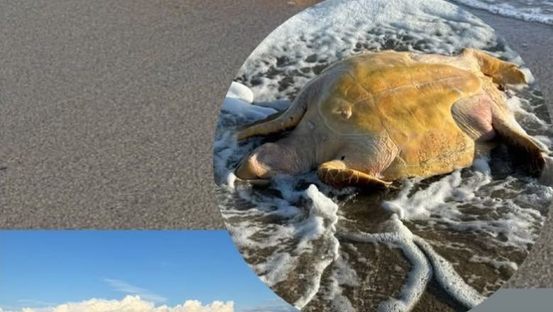 Ayvalık'ta Caretta Ölü Olarak Kıyıya Vurdu
