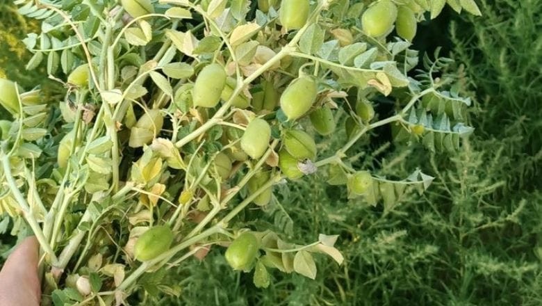 Balıkesir'de Taze Nohut Dönemi Başladı