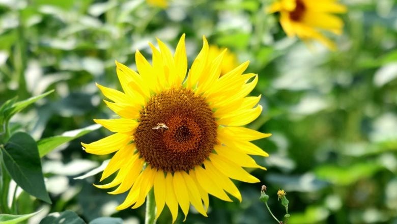 Keşan'da Ayçiçeğine 'Gündem' Deniyor