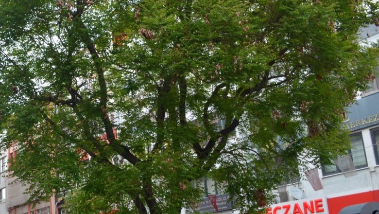 Balıkesir'in Tarihi Tesbih Ağacı