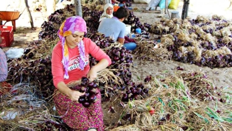 Kapıdağ Mor Soğanı Toprakla Buluştu